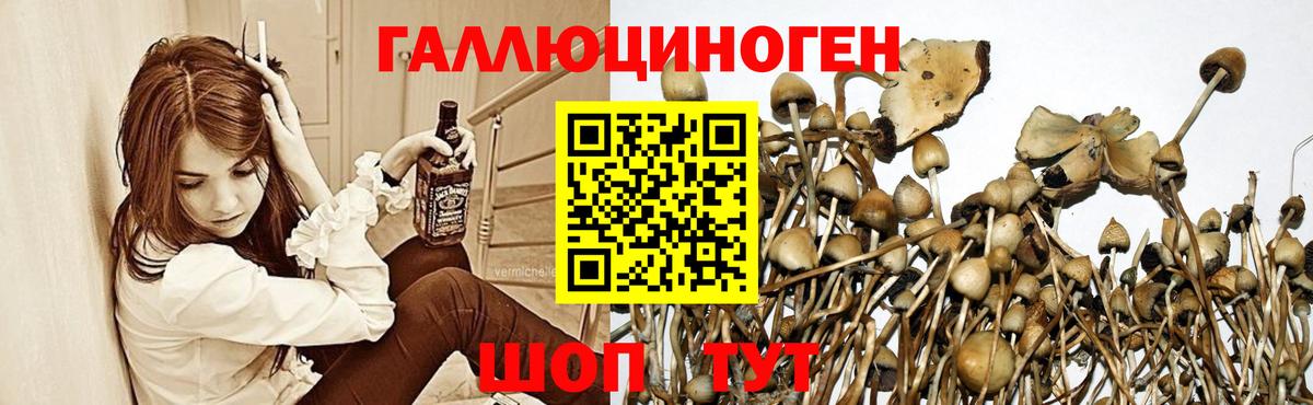 Псилоцибиновые грибы Psilocybe Магнитогорск